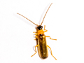 Rhagonycha lutea